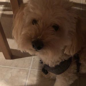 Meet your Posher, Audrey